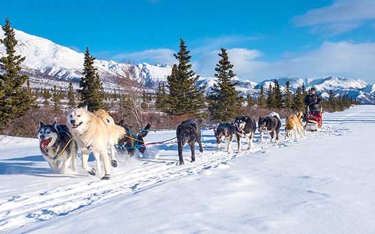 Seguro de viaje para el trineo de perros